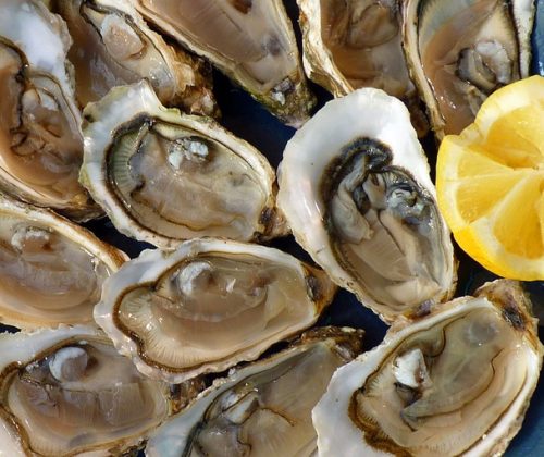 oysters-1958668_640